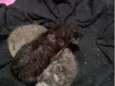 Gatos