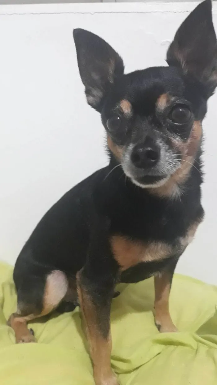 Cachorro ra a Pinscher idade 6 ou mais anos nome Flash