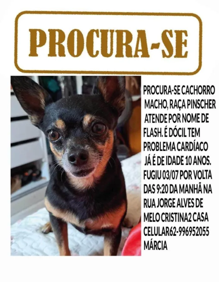 Cachorro ra a Pinscher idade 6 ou mais anos nome Flash
