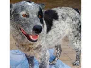 Cachorro raça SRD-ViraLata idade 4 anos nome Woody 