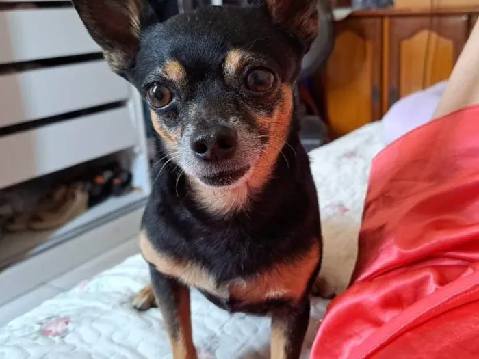 Cachorro ra a Pinscher idade 6 ou mais anos nome Flash