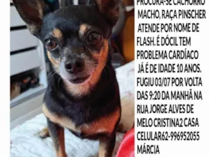 Cachorro raça Pinscher idade 6 ou mais anos nome Flash