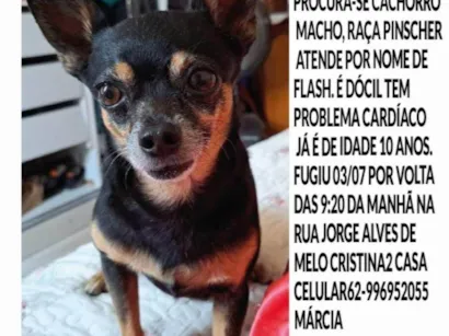 Cachorro raça Pinscher idade 6 ou mais anos nome Flash