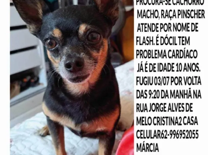 Cachorro ra a Pinscher idade 6 ou mais anos nome Flash