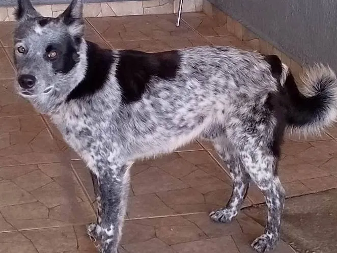 Cachorro ra a SRD-ViraLata idade 4 anos nome Woody 