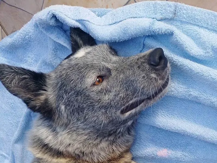 Cachorro ra a SRD-ViraLata idade 4 anos nome Woody 