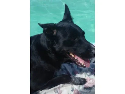 Cachorro raça SRD-ViraLata idade 4 anos nome Jessie
