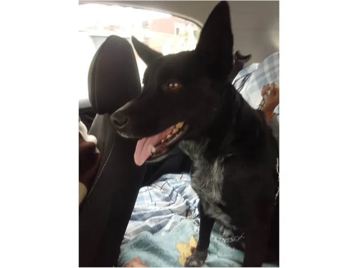 Cachorro ra a SRD-ViraLata idade 4 anos nome Jessie