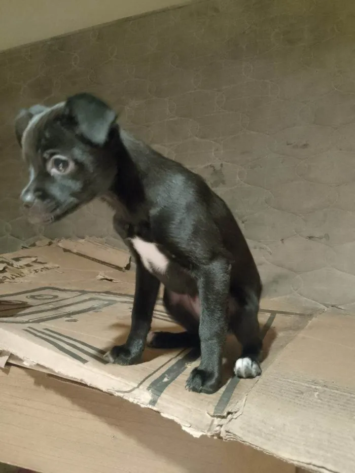 Cachorro ra a SRD-ViraLata idade 2 a 6 meses nome Falar com Bianca - Whats 11 99016-5615