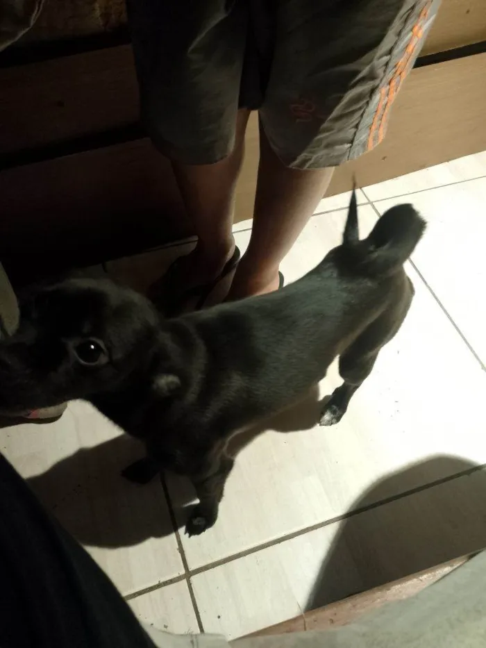 Cachorro ra a SRD-ViraLata idade 2 a 6 meses nome Falar com Bianca - Whats 11 99016-5615