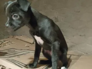 Cachorro raça SRD-ViraLata idade 2 a 6 meses nome Falar com Bianca - Whats 11 99016-5615