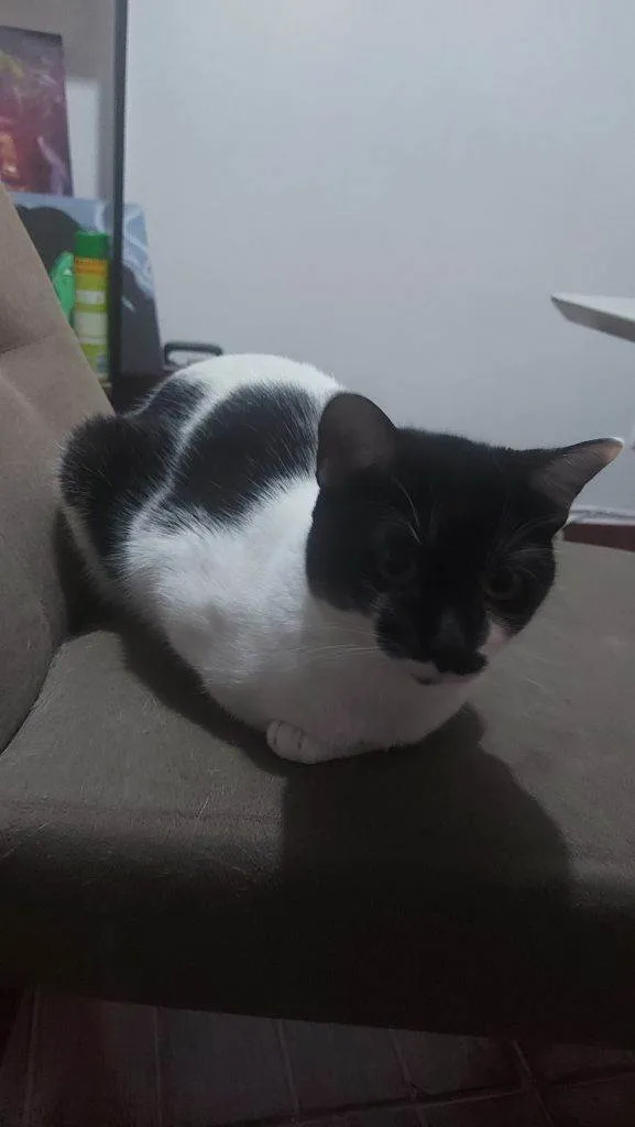 Gato ra a SRD-ViraLata idade 2 a 6 meses nome Falar com Paulo - Whats 31 98253-1811