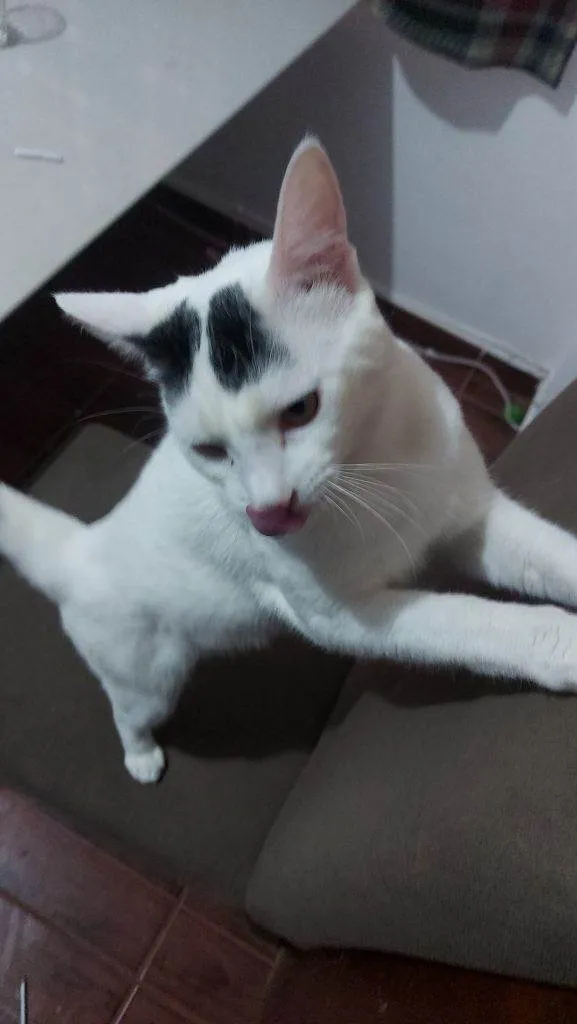 Gato ra a SRD-ViraLata idade 2 a 6 meses nome Falar com Paulo - Whats 31 98253-1811