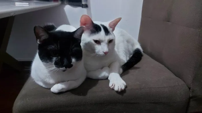 Gato ra a SRD-ViraLata idade 2 a 6 meses nome Falar com Paulo - Whats 31 98253-1811