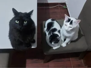 Gato raça SRD-ViraLata idade 2 a 6 meses nome Falar com Paulo - Whats 31 98253-1811