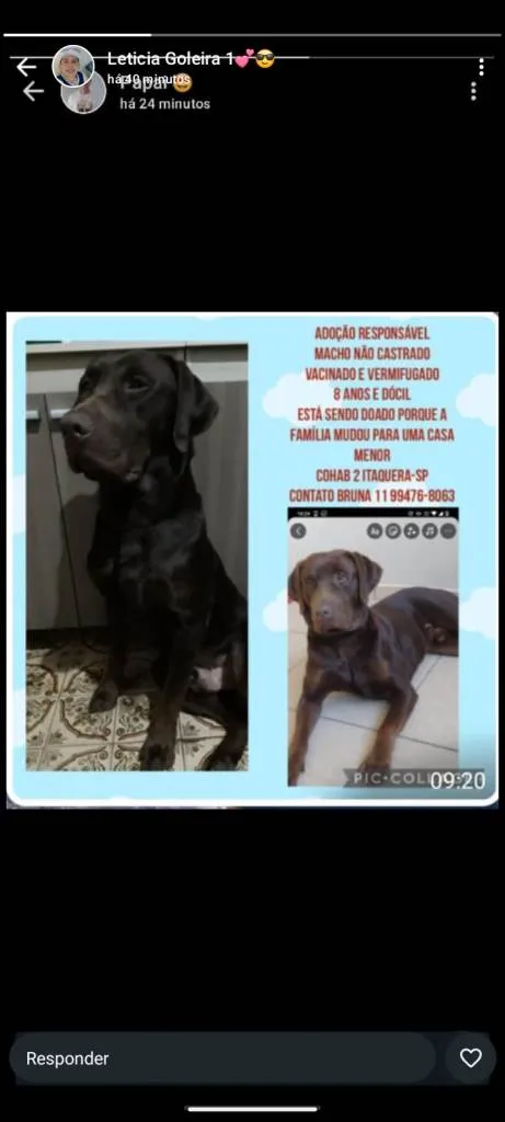 Cachorro ra a SRD-ViraLata idade 2 a 6 meses nome Falar com Bruna - Whats 11 99476-8063