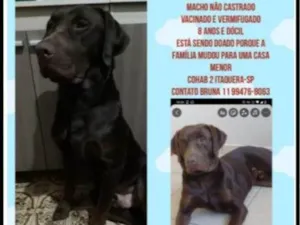 Cachorro raça SRD-ViraLata idade 2 a 6 meses nome Falar com Bruna - Whats 11 99476-8063