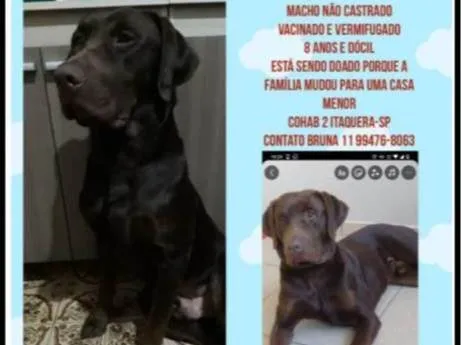 Cachorro ra a SRD-ViraLata idade 2 a 6 meses nome Falar com Bruna - Whats 11 99476-8063