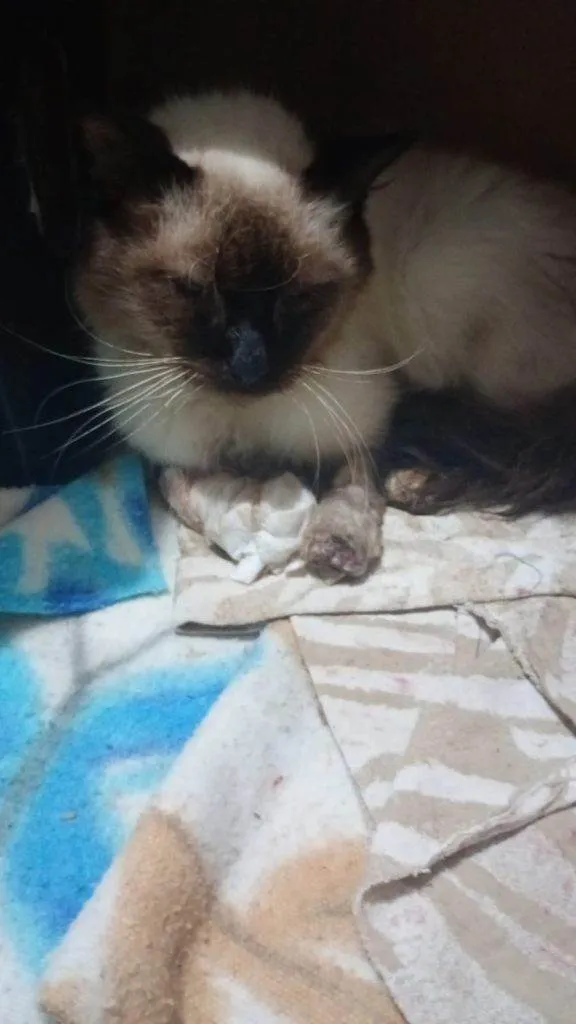 Gato ra a Siamês idade 2 a 6 meses nome Falar com Elaine - Whats 11 94718-3458