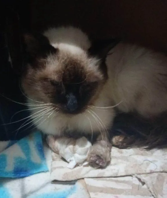 Gato ra a Siamês idade 2 a 6 meses nome Falar com Elaine - Whats 11 94718-3458