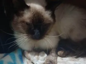 Gato raça Siamês idade 2 a 6 meses nome Falar com Elaine - Whats 11 94718-3458