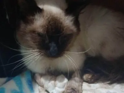Gato raça Siamês idade 2 a 6 meses nome Falar com Elaine - Whats 11 94718-3458