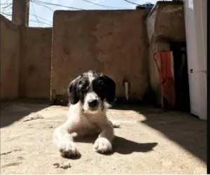 Cachorro raça SRD-ViraLata idade 2 a 6 meses nome Falar com Higor - Whats 11 93444-7392
