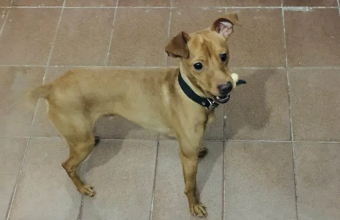 Cachorro ra a SRD-ViraLata idade 2 a 6 meses nome Falar com Sidney - Whats 11 94839-8673