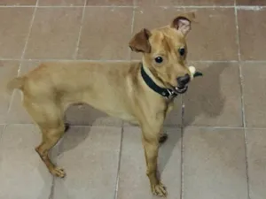 Cachorro raça SRD-ViraLata idade 2 a 6 meses nome Falar com Sidney - Whats 11 94839-8673