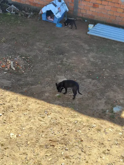 Cachorro raça SRD-ViraLata idade 2 a 6 meses nome Não possuem nomes