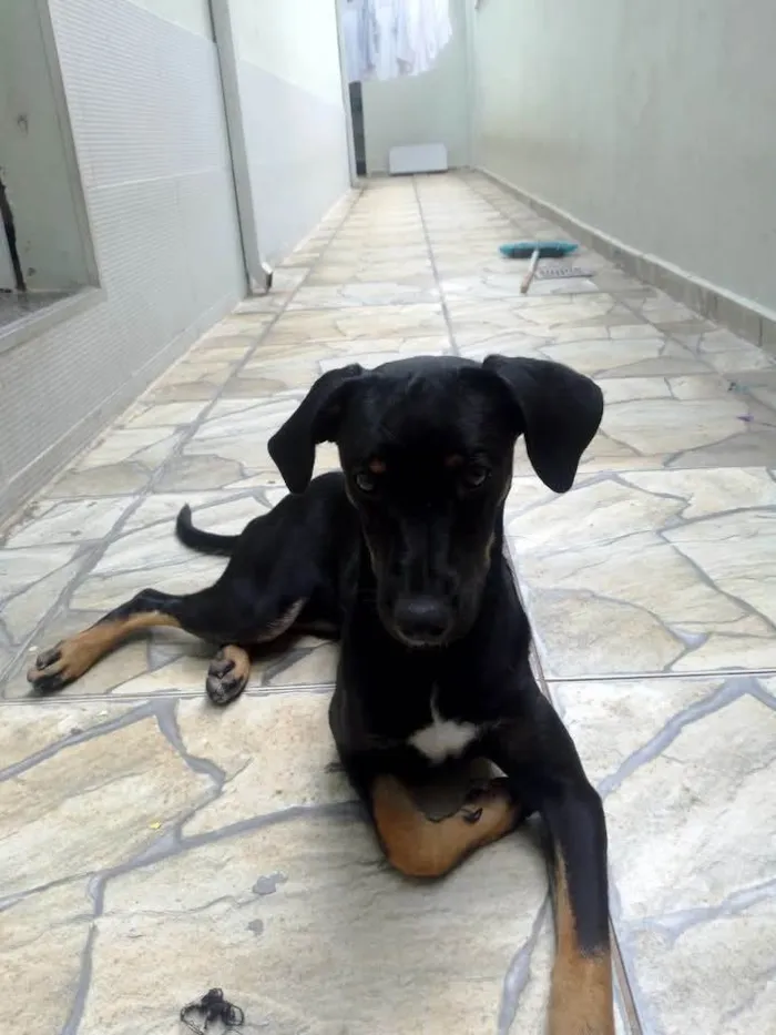 Cachorro ra a SRD-ViraLata idade 7 a 11 meses nome  Havenna  yoshi