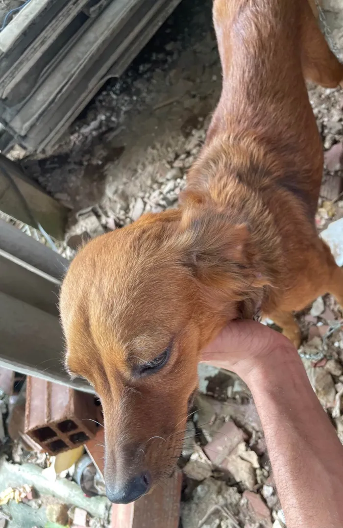 Cachorro ra a SRD-ViraLata idade 2 a 6 meses nome Marrom 