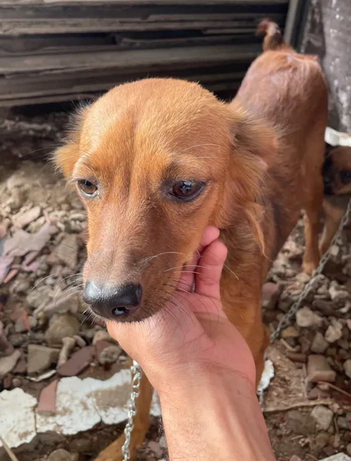 Cachorro ra a SRD-ViraLata idade 2 a 6 meses nome Marrom 