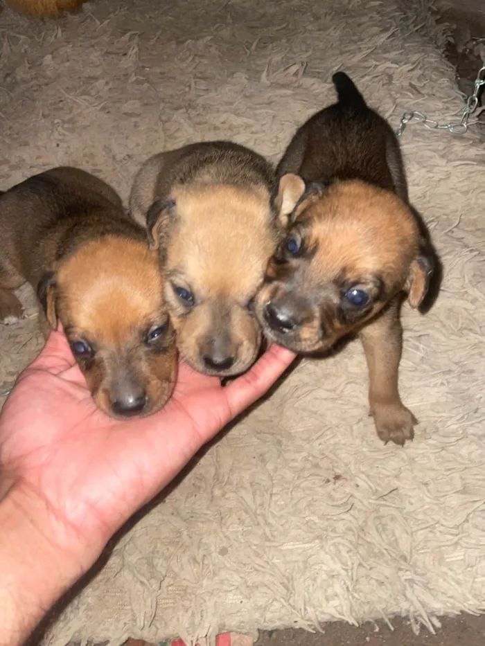 Cachorro ra a SRD-ViraLata idade 2 a 6 meses nome Marrom 