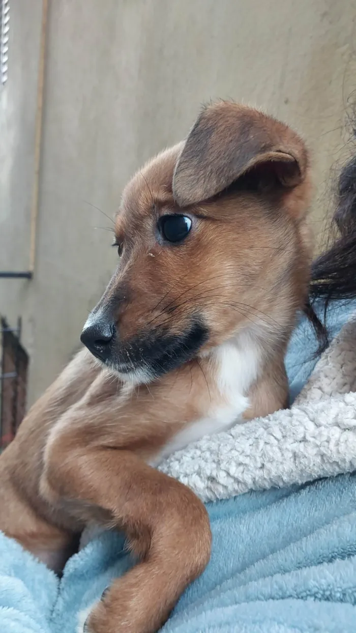 Cachorro ra a SRD-ViraLata idade 2 a 6 meses nome Cora - ADOÇÃO URGENTE