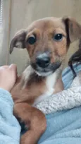 Cora - ADOÇÃO URGENTE