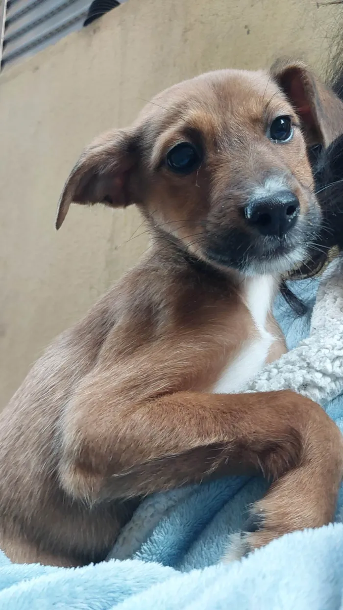 Cachorro ra a SRD-ViraLata idade 2 a 6 meses nome Cora - ADOÇÃO URGENTE