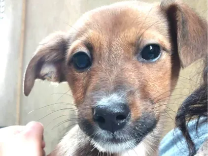 Cachorro raça SRD-ViraLata idade 2 a 6 meses nome Cora - ADOÇÃO URGENTE