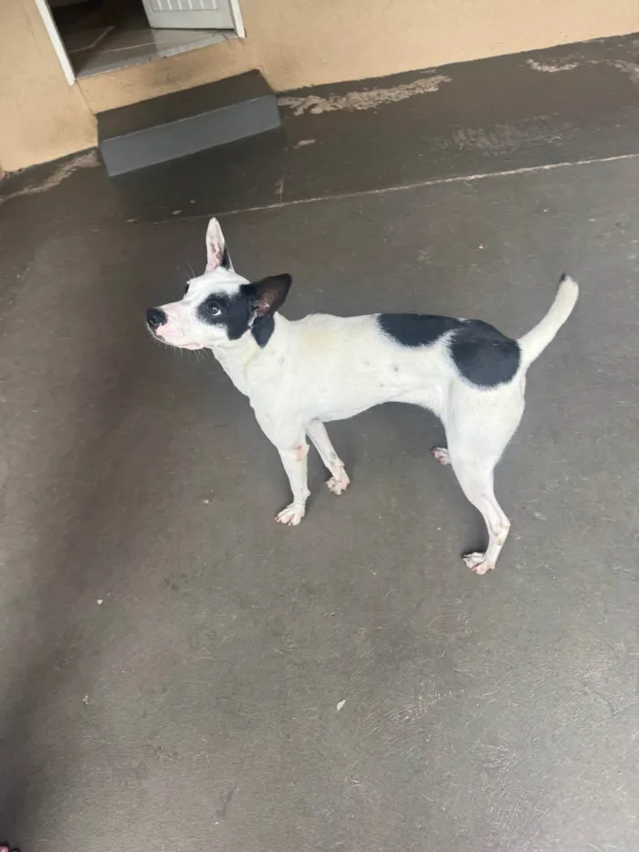 Cachorro ra a SRD-ViraLata idade 1 ano nome Filo
