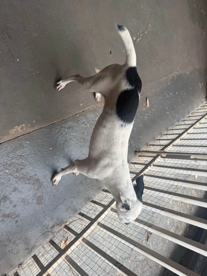 Cachorro ra a SRD-ViraLata idade 1 ano nome Filo