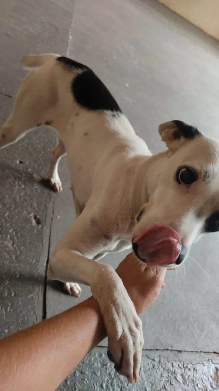 Cachorro ra a SRD-ViraLata idade 1 ano nome Filo