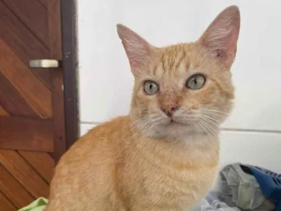 Gato raça SRD-ViraLata idade 2 anos nome Garfield 