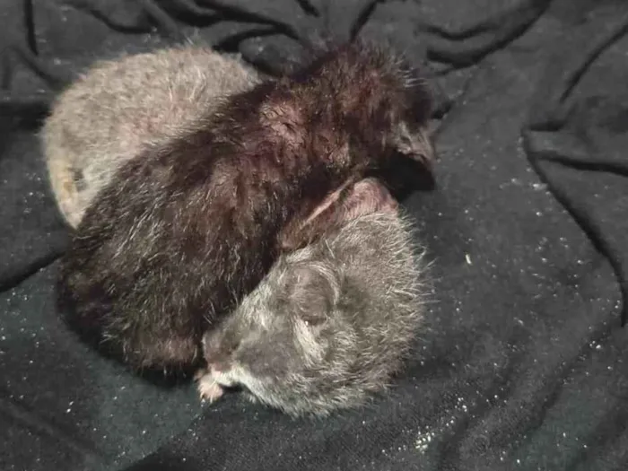 Gato ra a SRD-ViraLata idade Abaixo de 2 meses nome Gatos