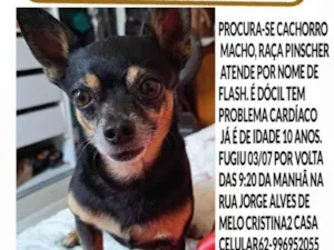 Cachorro raça Pinscher idade 6 ou mais anos nome Flash