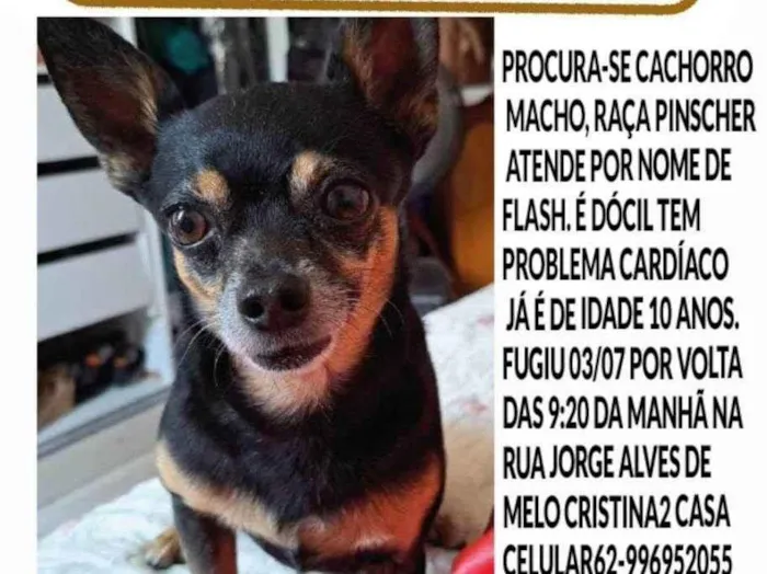 Cachorro ra a Pinscher idade 6 ou mais anos nome Flash