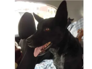 Cachorro raça SRD-ViraLata idade 4 anos nome Jessie