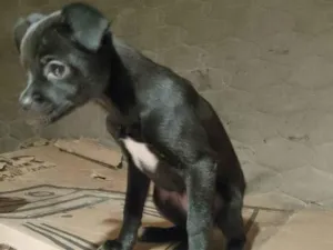 Cachorro raça SRD-ViraLata idade 2 a 6 meses nome Falar com Bianca - Whats 11 99016-5615