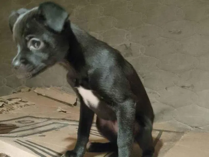 Cachorro ra a SRD-ViraLata idade 2 a 6 meses nome Falar com Bianca - Whats 11 99016-5615