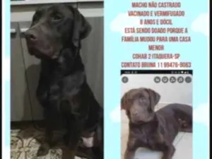 Cachorro raça SRD-ViraLata idade 2 a 6 meses nome Falar com Bruna - Whats 11 99476-8063