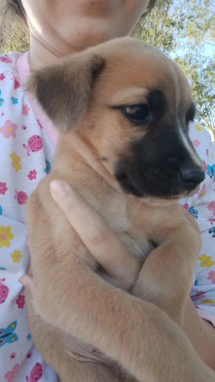 Cachorro ra a SRD-ViraLata idade Abaixo de 2 meses nome NUBIA VIEIRA SALES